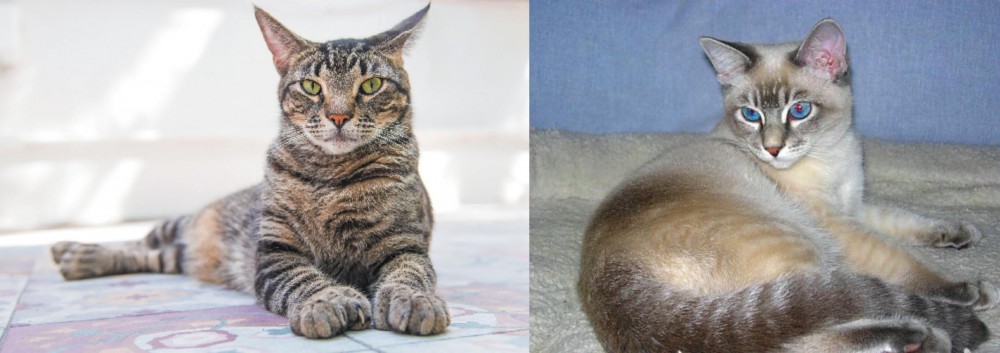 Tiger Cat vs American Polydactyl - Breed Comparison