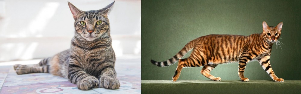 Toyger vs American Polydactyl - Breed Comparison