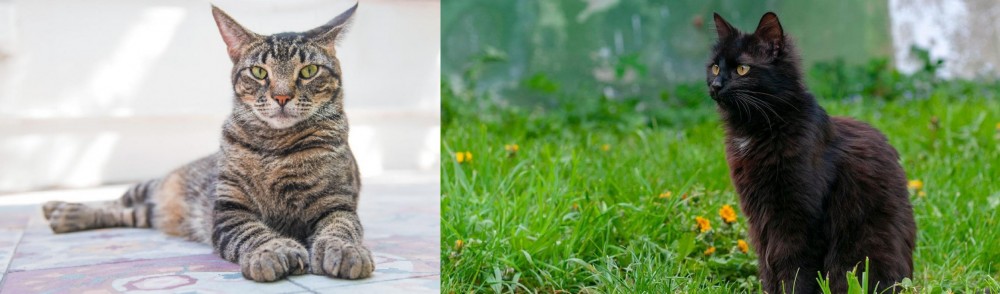 York Chocolate Cat vs American Polydactyl - Breed Comparison