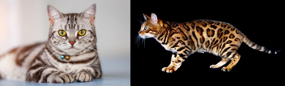 Bengal vs American Shorthair - Breed Comparison