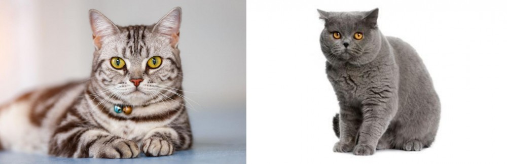 British Shorthair vs American Shorthair - Breed Comparison
