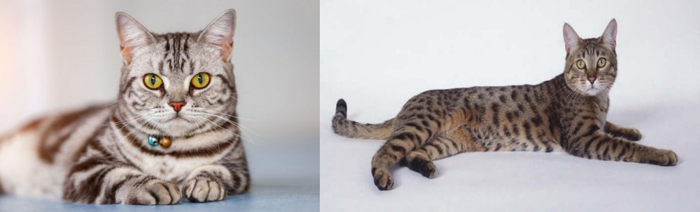 California Spangled Cat vs American Shorthair - Breed Comparison