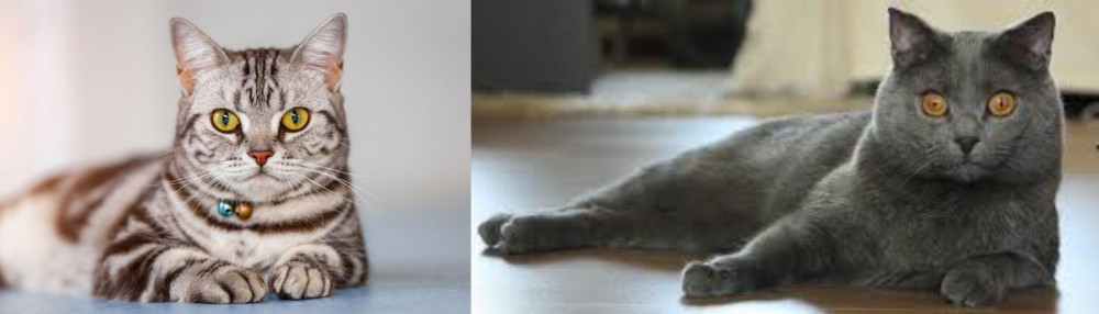 Chartreux vs American Shorthair - Breed Comparison