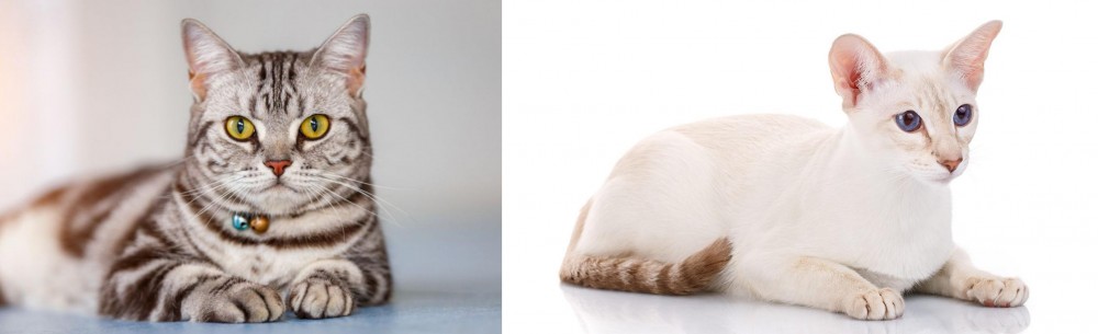 Colorpoint Shorthair vs American Shorthair - Breed Comparison