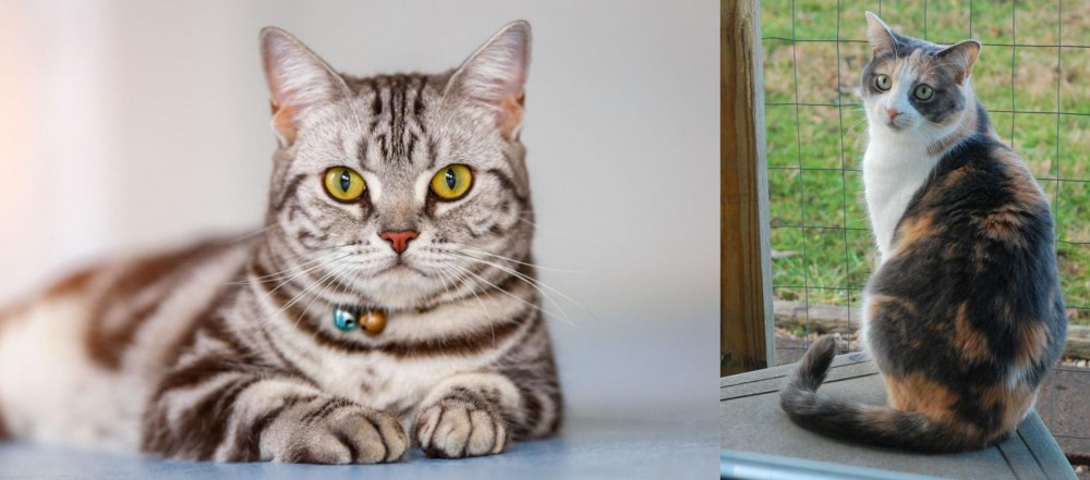 Dilute Calico vs American Shorthair - Breed Comparison