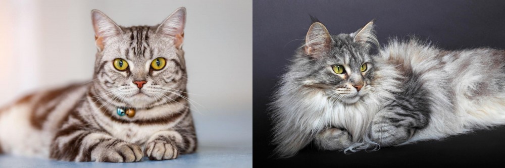 Domestic Longhaired Cat vs American Shorthair - Breed Comparison