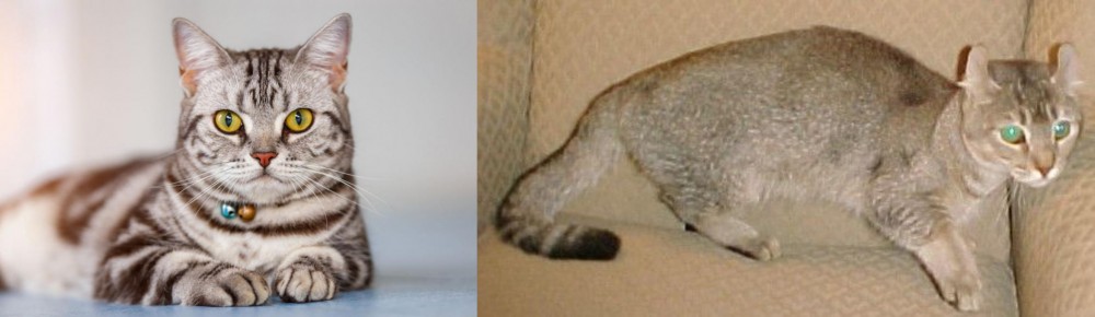 Jaguarundi Curl vs American Shorthair - Breed Comparison
