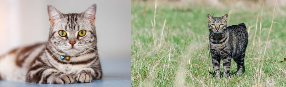 Manx vs American Shorthair - Breed Comparison