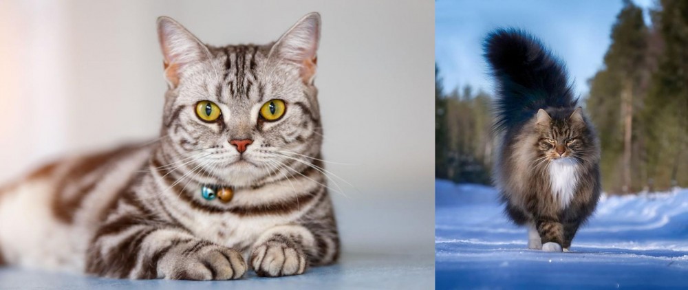 Norwegian Forest Cat vs American Shorthair - Breed Comparison