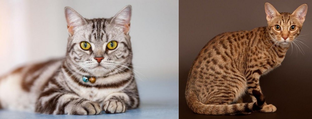 Ocicat vs American Shorthair - Breed Comparison