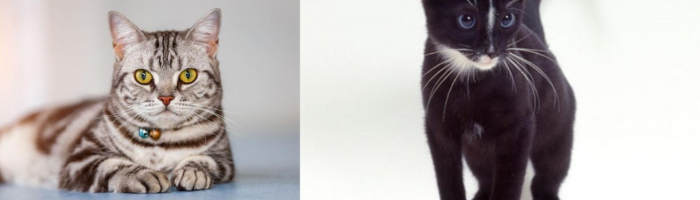 Ojos Azules vs American Shorthair - Breed Comparison