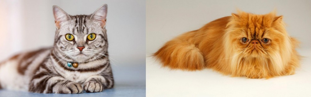 Persian vs American Shorthair - Breed Comparison