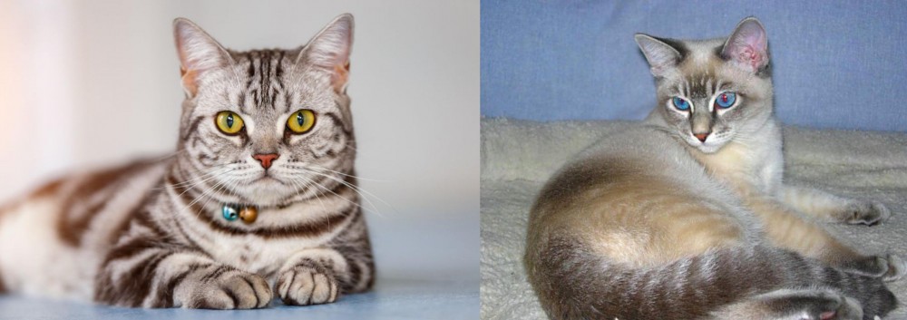 Tiger Cat vs American Shorthair - Breed Comparison