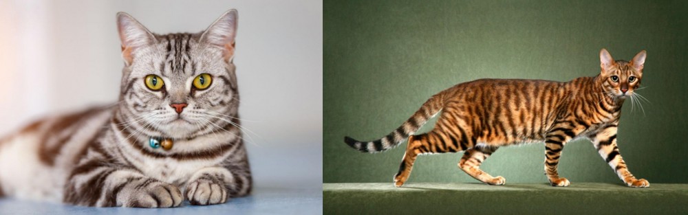 Toyger vs American Shorthair - Breed Comparison
