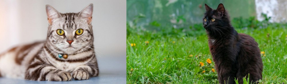 York Chocolate Cat vs American Shorthair - Breed Comparison