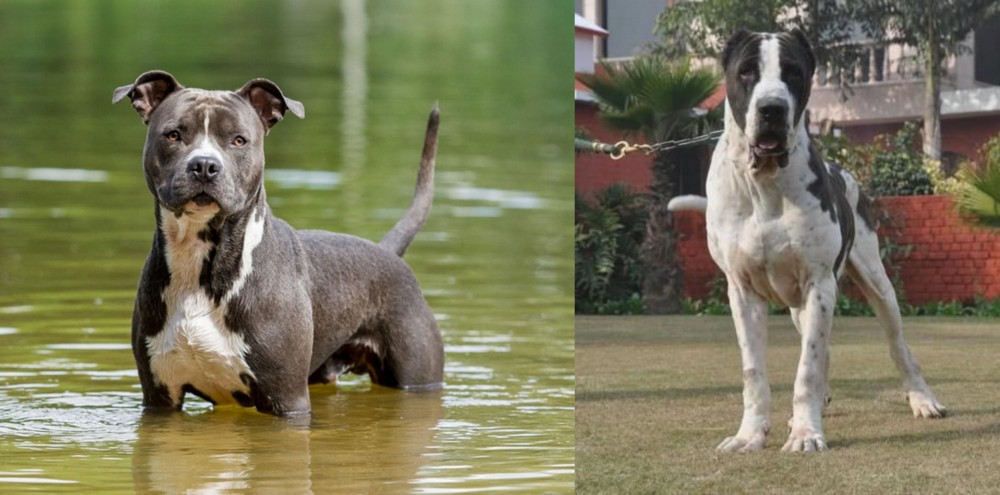 Alangu Mastiff vs American Staffordshire Terrier - Breed Comparison
