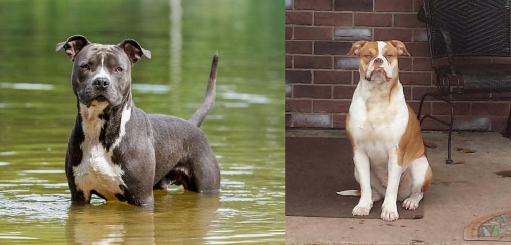 Alapaha Blue Blood Bulldog vs American Staffordshire Terrier - Breed Comparison