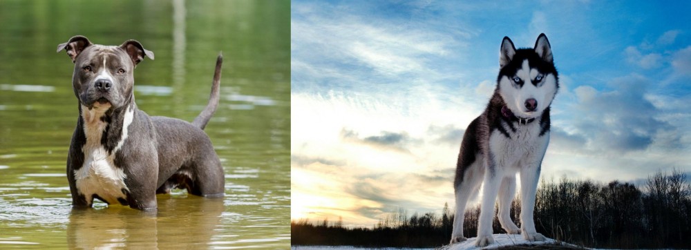 Alaskan Husky vs American Staffordshire Terrier - Breed Comparison