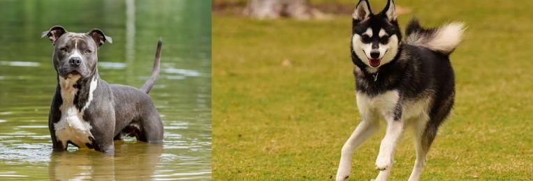 Alaskan Klee Kai vs American Staffordshire Terrier - Breed Comparison