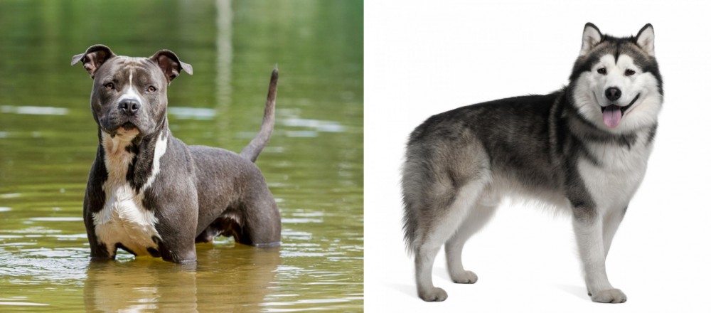 Alaskan Malamute vs American Staffordshire Terrier - Breed Comparison