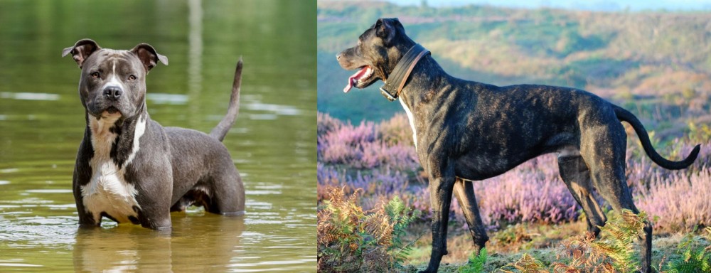 Alaunt vs American Staffordshire Terrier - Breed Comparison
