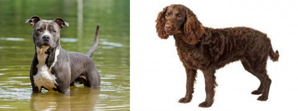 American Water Spaniel vs American Staffordshire Terrier - Breed Comparison