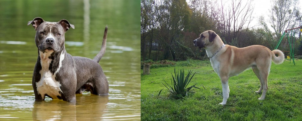 Anatolian Shepherd vs American Staffordshire Terrier - Breed Comparison