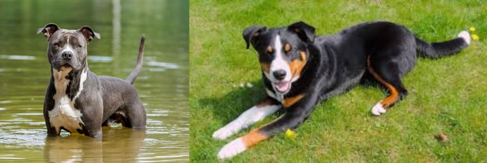 Appenzell Mountain Dog vs American Staffordshire Terrier - Breed Comparison