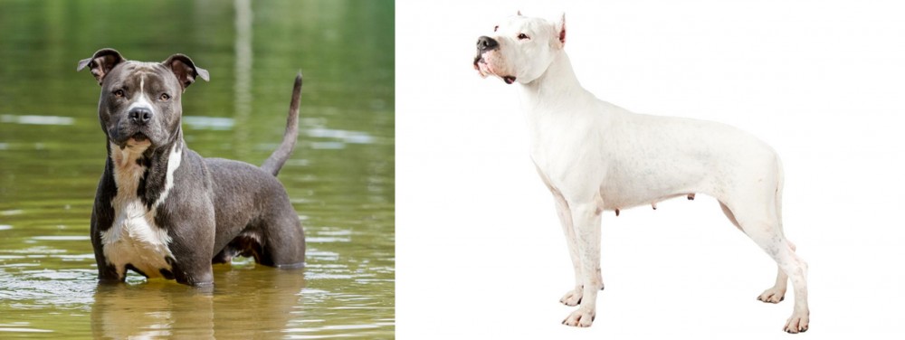 Argentine Dogo vs American Staffordshire Terrier - Breed Comparison