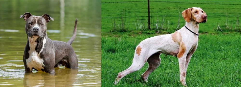 Ariege Pointer vs American Staffordshire Terrier - Breed Comparison