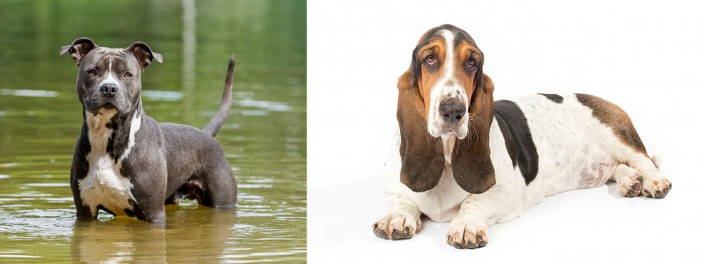 Basset Hound vs American Staffordshire Terrier - Breed Comparison