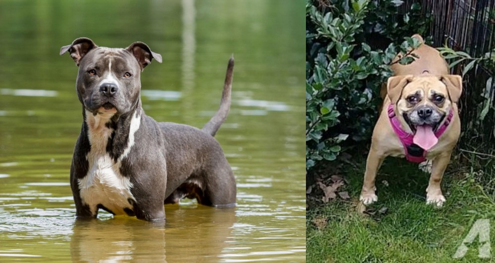 Beabull vs American Staffordshire Terrier - Breed Comparison