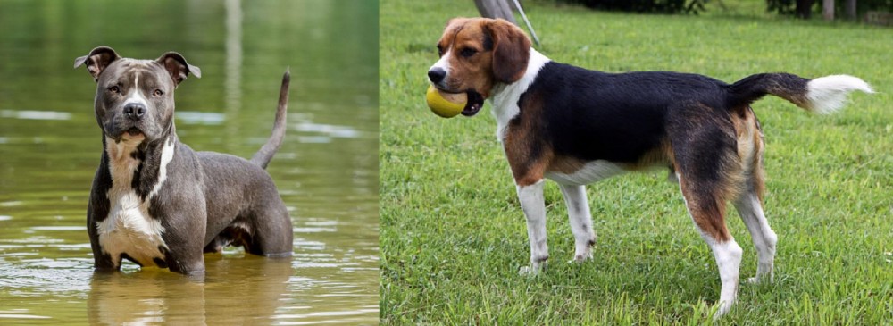 Beaglier vs American Staffordshire Terrier - Breed Comparison