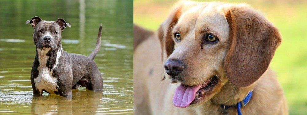 Beago vs American Staffordshire Terrier - Breed Comparison