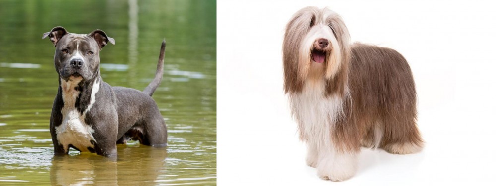 Bearded Collie vs American Staffordshire Terrier - Breed Comparison