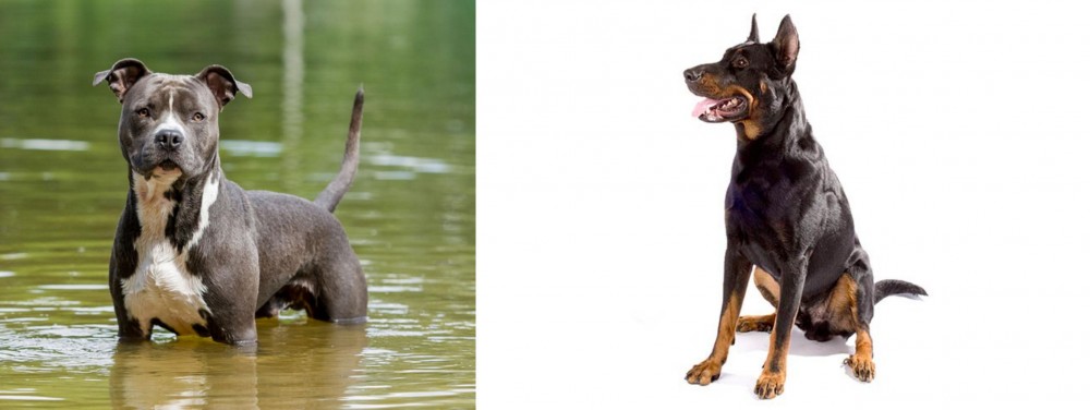Beauceron vs American Staffordshire Terrier - Breed Comparison