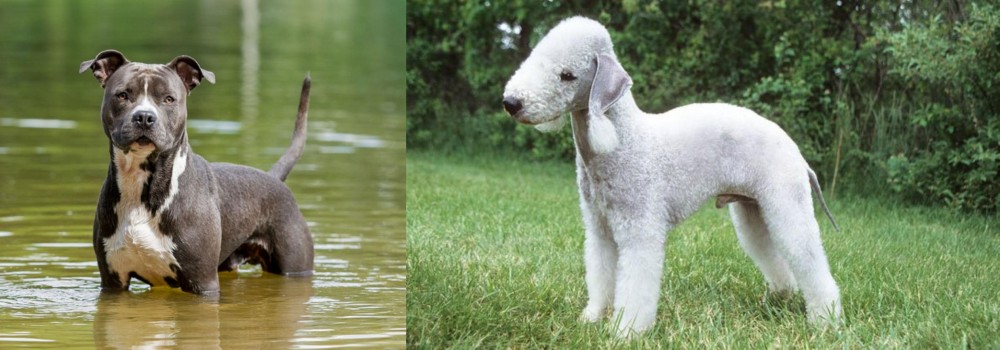 Bedlington Terrier vs American Staffordshire Terrier - Breed Comparison