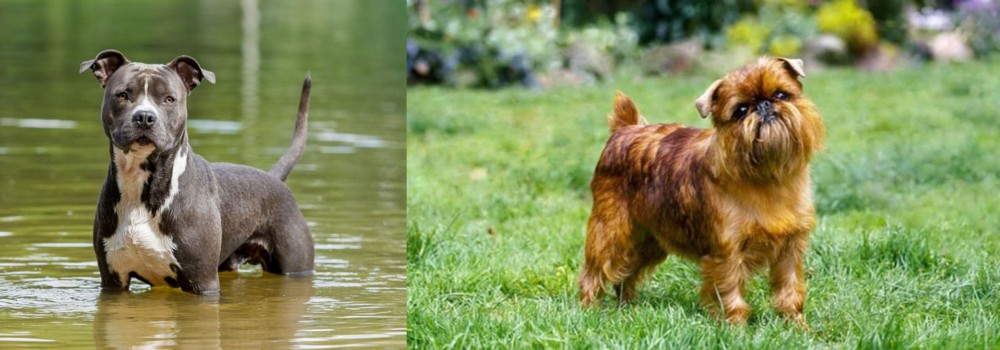 Belgian Griffon vs American Staffordshire Terrier - Breed Comparison