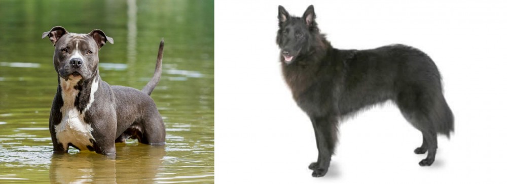 Belgian Shepherd vs American Staffordshire Terrier - Breed Comparison