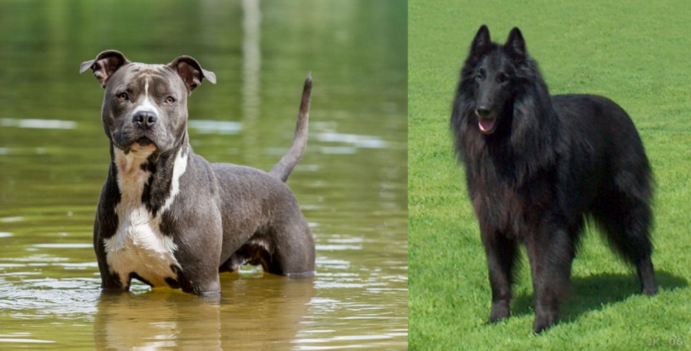 Belgian Shepherd Dog (Groenendael) vs American Staffordshire Terrier - Breed Comparison