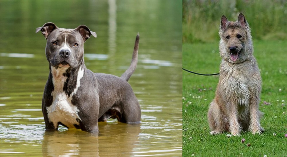 Belgian Shepherd Dog (Laekenois) vs American Staffordshire Terrier - Breed Comparison