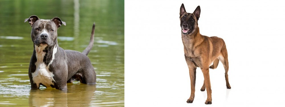 Belgian Shepherd Dog (Malinois) vs American Staffordshire Terrier - Breed Comparison