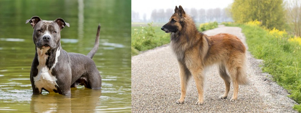 Belgian Shepherd Dog (Tervuren) vs American Staffordshire Terrier - Breed Comparison