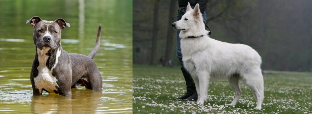 Berger Blanc Suisse vs American Staffordshire Terrier - Breed Comparison