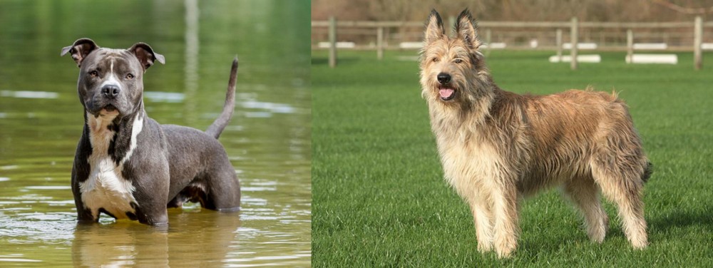 Berger Picard vs American Staffordshire Terrier - Breed Comparison