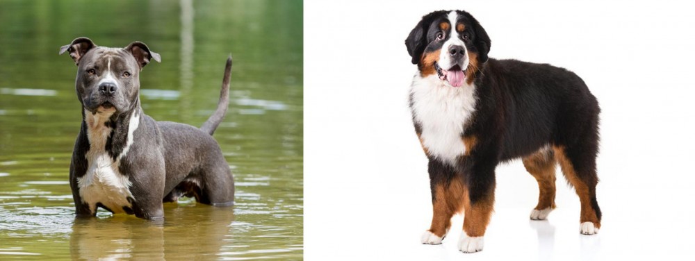 Bernese Mountain Dog vs American Staffordshire Terrier - Breed Comparison