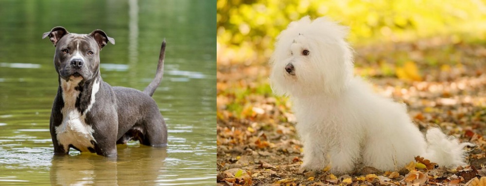 Bichon Bolognese vs American Staffordshire Terrier - Breed Comparison