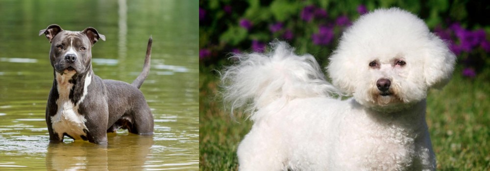 Bichon Frise vs American Staffordshire Terrier - Breed Comparison