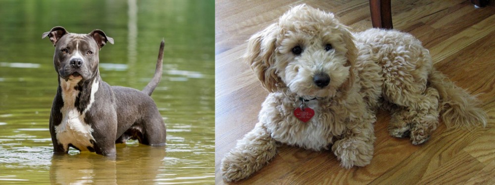 Bichonpoo vs American Staffordshire Terrier - Breed Comparison