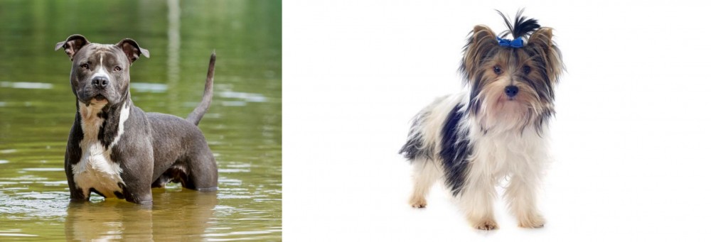 Biewer vs American Staffordshire Terrier - Breed Comparison
